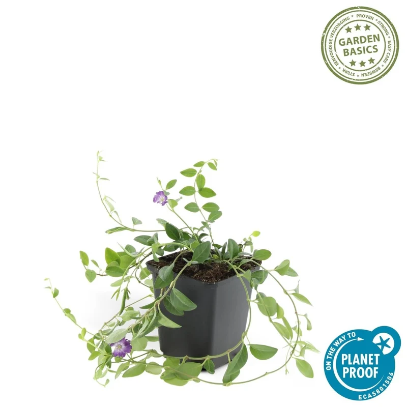 24x Vinca minor ‘Atropurpurea’ – Kleines Immergrün mit purpurroten Blüten – Höhe 10–25 cm – Ø 9 cm