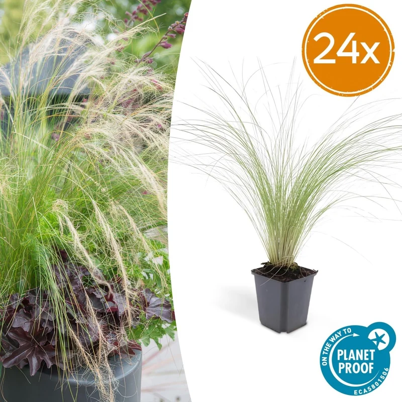 24x Stipa tenuissima ‘Ponytails’ – Mexikanisches Federgras für moderne & naturnahe Beete – Höhe 10–25 cm – Ø 9 cm