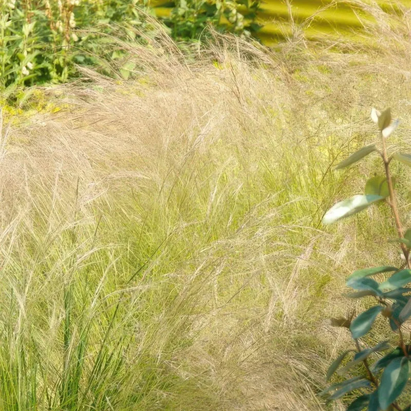 24x Stipa tenuissima ‘Ponytails’ – Mexikanisches Federgras für moderne & naturnahe Beete – Höhe 10–25 cm – Ø 9 cm