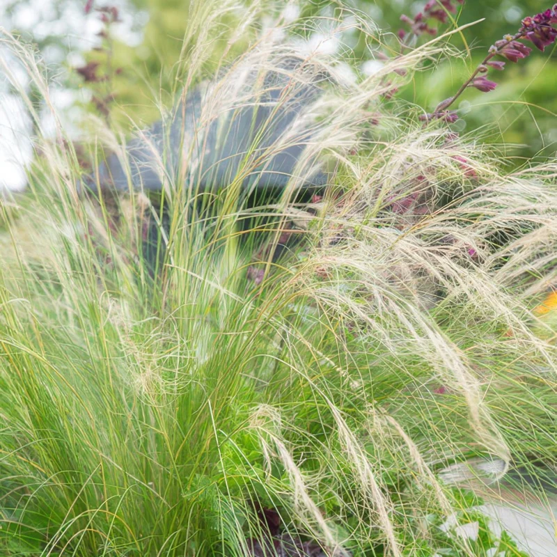 24x Stipa tenuissima ‘Ponytails’ – Mexikanisches Federgras für moderne & naturnahe Beete – Höhe 10–25 cm – Ø 9 cm
