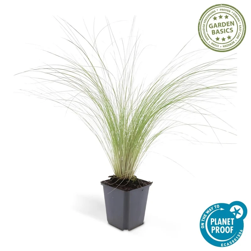24x Stipa tenuissima ‘Ponytails’ – Mexikanisches Federgras für moderne & naturnahe Beete – Höhe 10–25 cm – Ø 9 cm