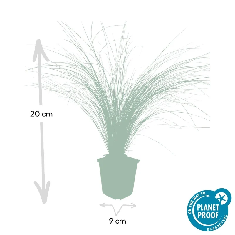 24x Stipa tenuissima ‘Ponytails’ – Mexikanisches Federgras für moderne & naturnahe Beete – Höhe 10–25 cm – Ø 9 cm