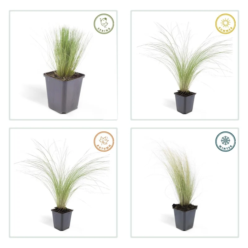 24x Stipa tenuissima ‘Ponytails’ – Mexikanisches Federgras für moderne & naturnahe Beete – Höhe 10–25 cm – Ø 9 cm