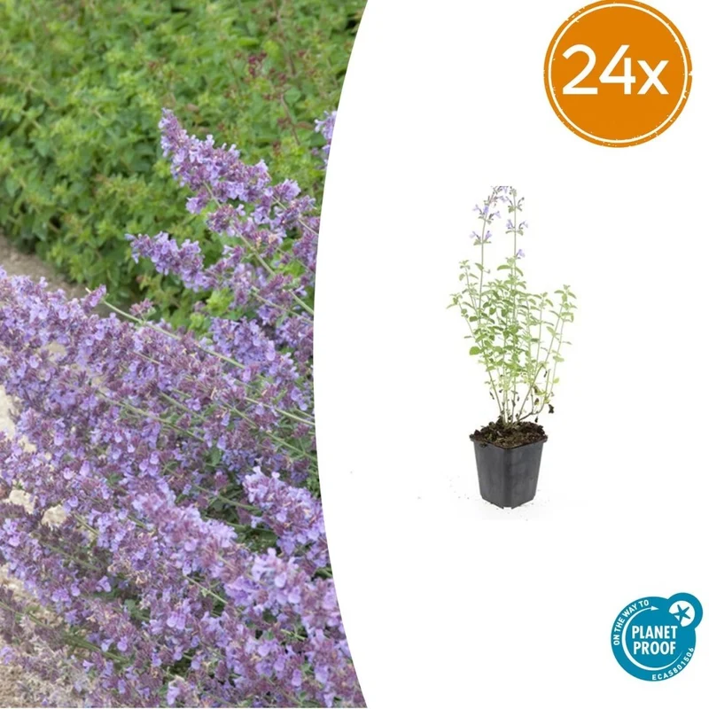 24x Nepeta ‘Walker’s Low’ – Katzenminze mit violettblauen Blüten – Höhe 10–25 cm – Ø 9 cm