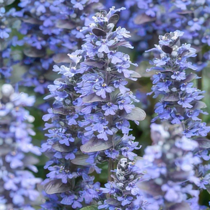 24x Ajuga reptans ‘Burgundy Glow’ – Kriechender Günsel mit buntem Laub – Höhe 10–25 cm – Ø 9 cm