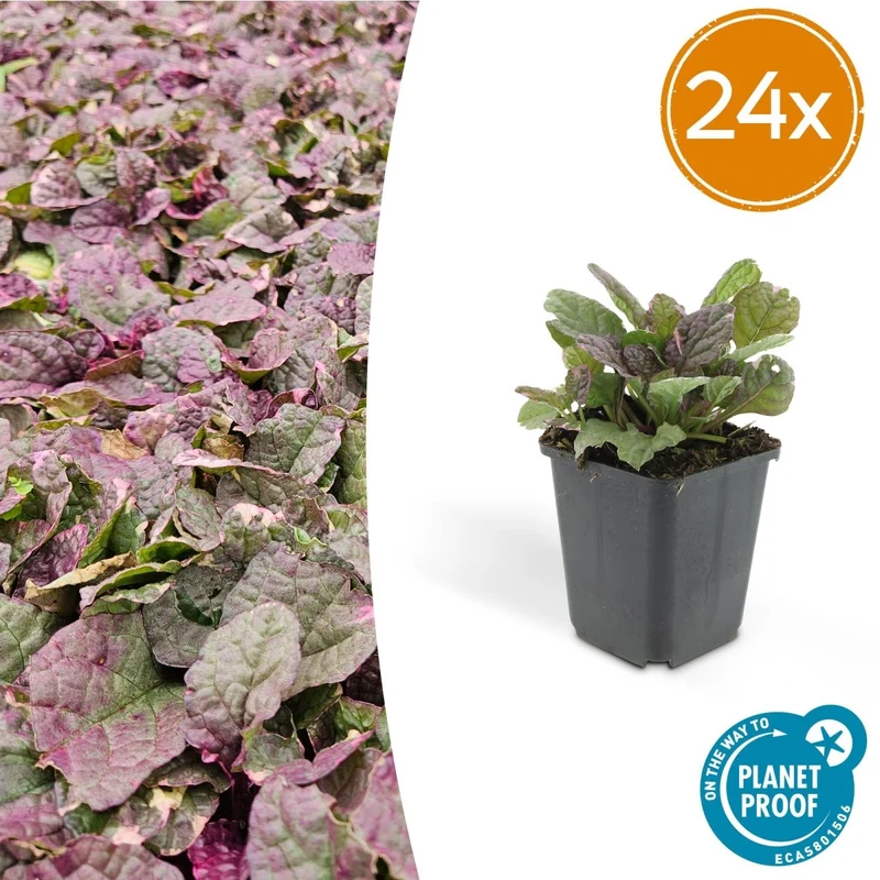 24x Ajuga reptans ‘Burgundy Glow’ – Kriechender Günsel mit buntem Laub – Höhe 10–25 cm – Ø 9 cm