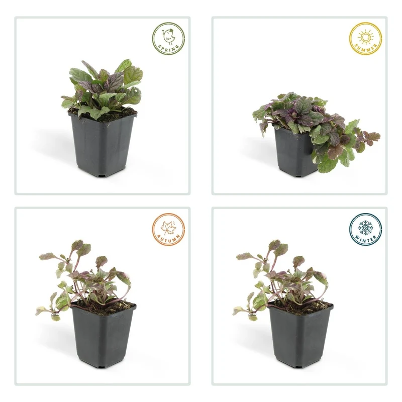 24x Ajuga reptans ‘Burgundy Glow’ – Kriechender Günsel mit buntem Laub – Höhe 10–25 cm – Ø 9 cm