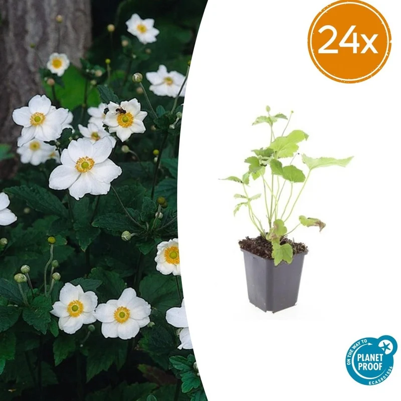 24x Anemone hybrida ‘Honorine Jobert’ – Herbst-Anemone mit weißen Blüten – Höhe 10–25 cm – Ø 9 cm