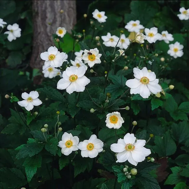 24x Anemone hybrida ‘Honorine Jobert’ – Herbst-Anemone mit weißen Blüten – Höhe 10–25 cm – Ø 9 cm