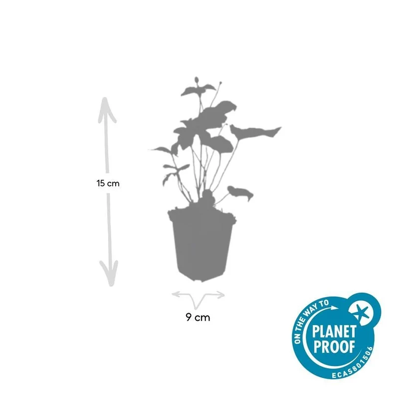 24x Anemone hybrida ‘Honorine Jobert’ – Herbst-Anemone mit weißen Blüten – Höhe 10–25 cm – Ø 9 cm