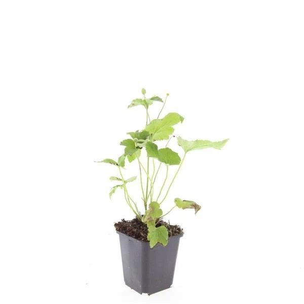 24x Anemone hybrida ‘Honorine Jobert’ – Herbst-Anemone mit weißen Blüten – Höhe 10–25 cm – Ø 9 cm