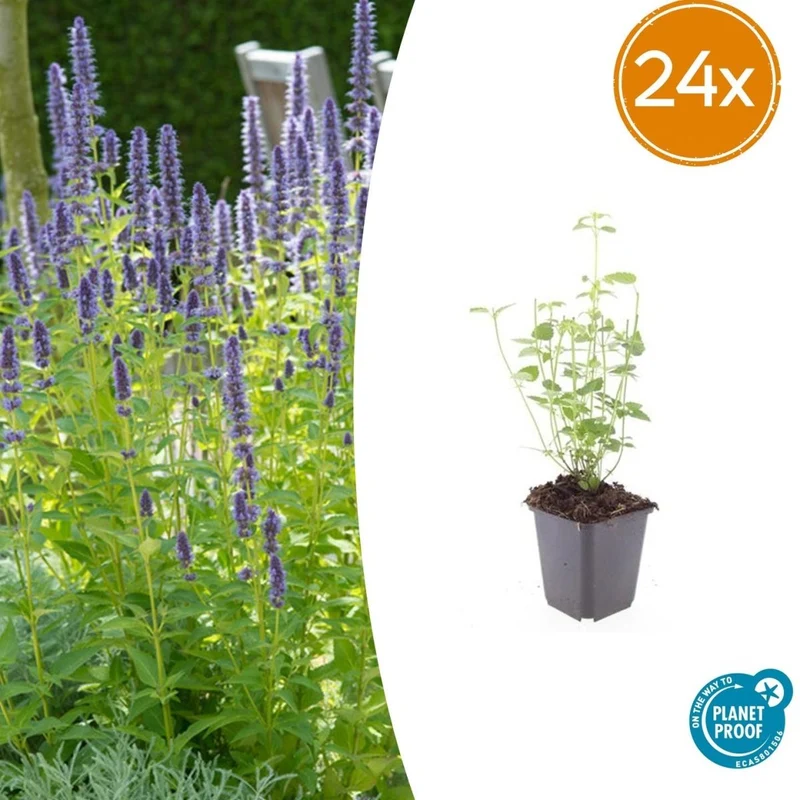 24x Agastache ‘Black Adder’ – Bienenfreundliche Duftnessel für Beete & Rabatten – Höhe 10–25 cm – Ø 9 cm