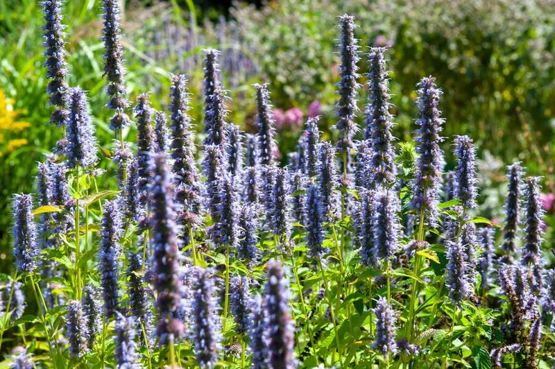 24x Agastache ‘Black Adder’ – Bienenfreundliche Duftnessel für Beete & Rabatten – Höhe 10–25 cm – Ø 9 cm