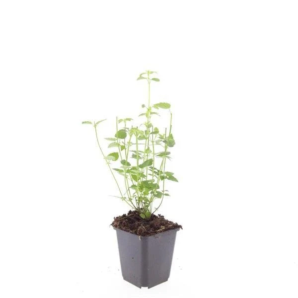24x Agastache ‘Black Adder’ – Bienenfreundliche Duftnessel für Beete & Rabatten – Höhe 10–25 cm – Ø 9 cm