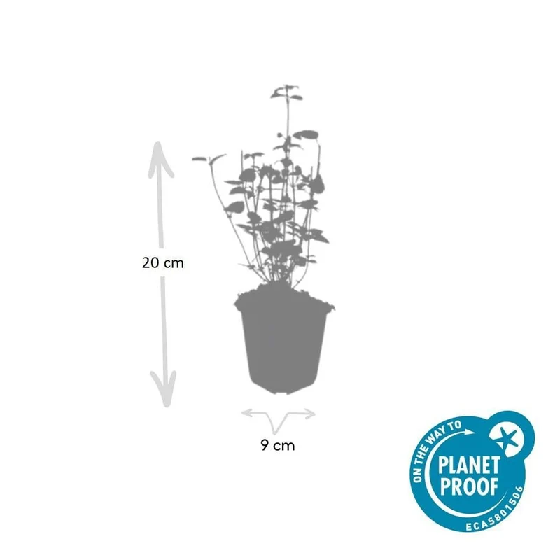 24x Agastache ‘Black Adder’ – Bienenfreundliche Duftnessel für Beete & Rabatten – Höhe 10–25 cm – Ø 9 cm