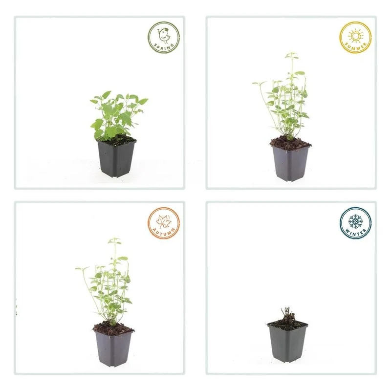 24x Agastache ‘Black Adder’ – Bienenfreundliche Duftnessel für Beete & Rabatten – Höhe 10–25 cm – Ø 9 cm