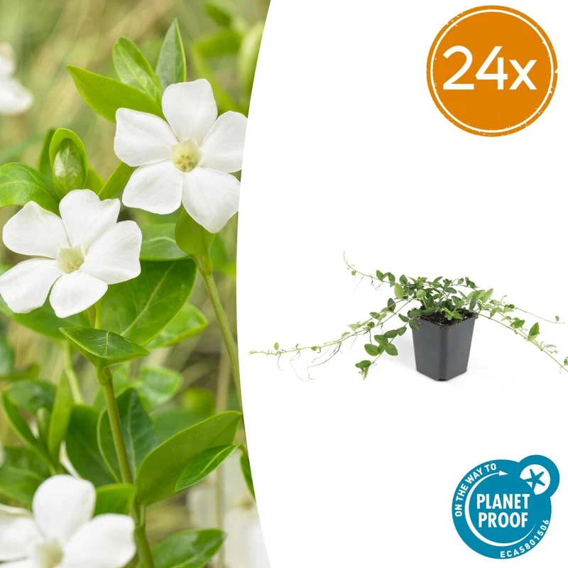 24x Vinca minor ‘Alba’ – Weißblühendes Immergrün für Beete & Gehölzränder – Höhe 10–25 cm – Ø 9 cm
