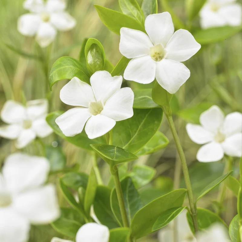 24x Vinca minor ‘Alba’ – Weißblühendes Immergrün für Beete & Gehölzränder – Höhe 10–25 cm – Ø 9 cm