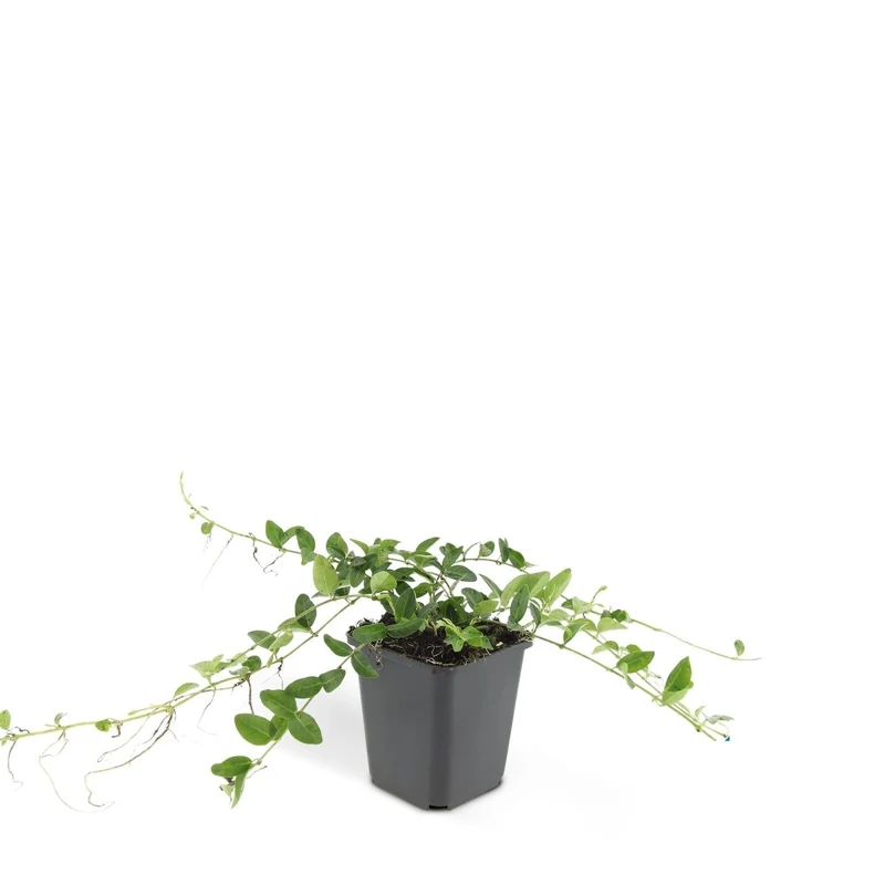 24x Vinca minor ‘Alba’ – Weißblühendes Immergrün für Beete & Gehölzränder – Höhe 10–25 cm – Ø 9 cm
