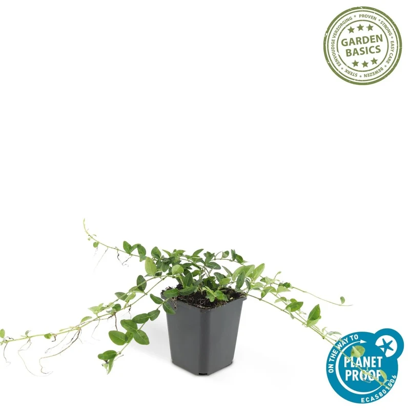 24x Vinca minor ‘Alba’ – Weißblühendes Immergrün für Beete & Gehölzränder – Höhe 10–25 cm – Ø 9 cm