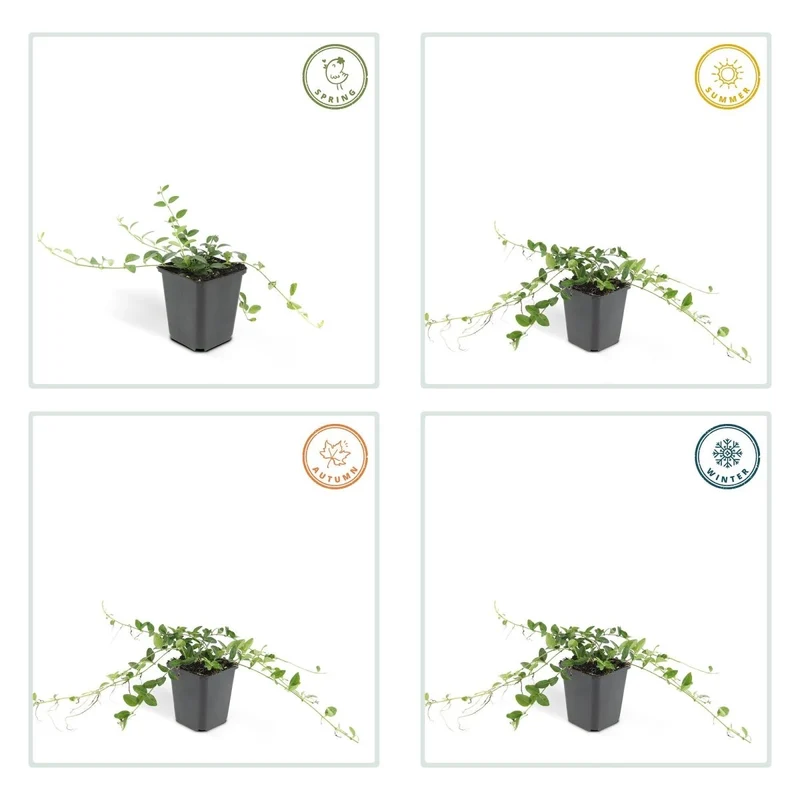 24x Vinca minor ‘Alba’ – Weißblühendes Immergrün für Beete & Gehölzränder – Höhe 10–25 cm – Ø 9 cm