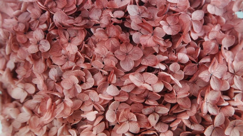 Konservierte Hortensie Anna - 1 Kopf - Vintage rosa