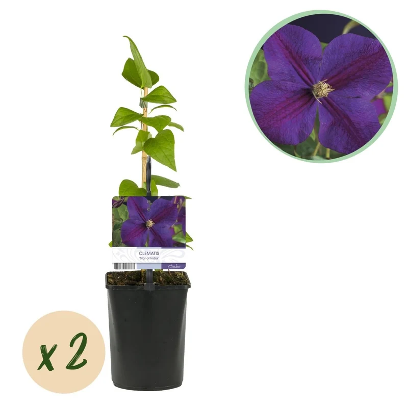 Clematis 'Star of India' | Kletterpflanze mit rosa Blüten – 2 Pflanzen im 11 cm Topf