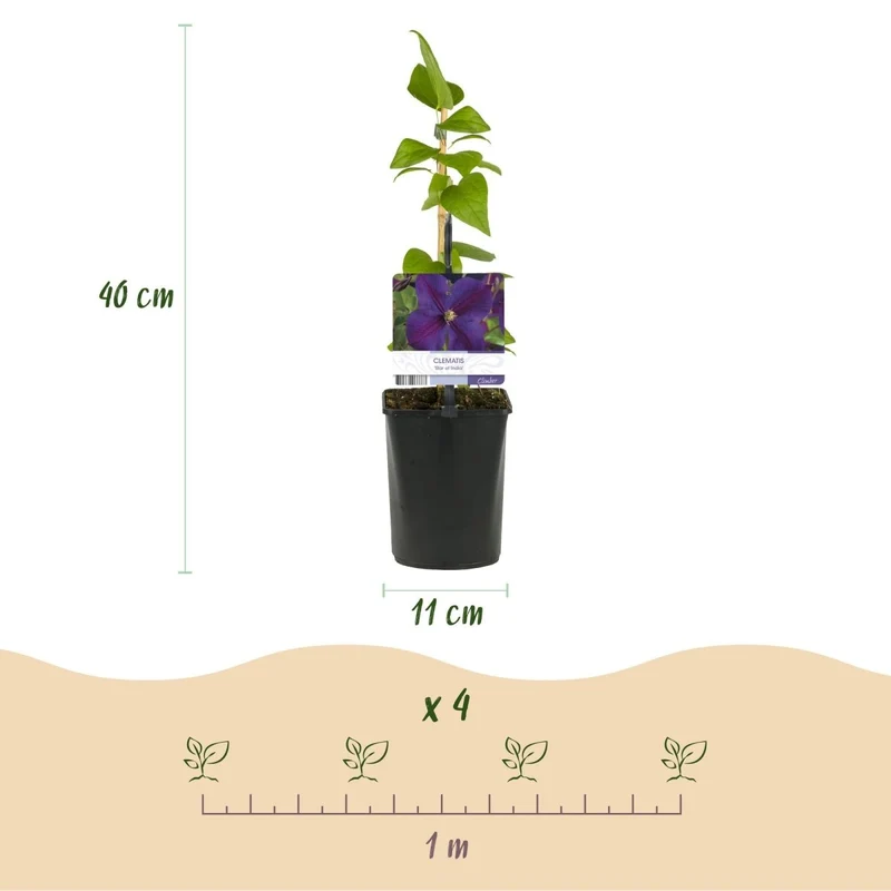 Clematis 'Star of India' | Kletterpflanze mit rosa Blüten – 2 Pflanzen im 11 cm Topf