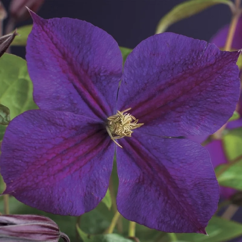 Clematis 'Star of India' | Kletterpflanze mit rosa Blüten – 2 Pflanzen im 11 cm Topf