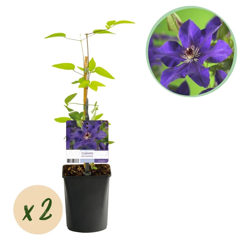 Clematis 'The President' | Kletterpflanze mit rosa Blüten – 2 Pflanzen im 11 cm Topf