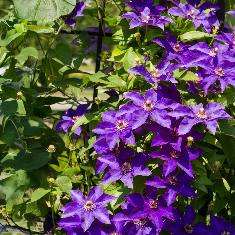 Clematis 'The President' | Kletterpflanze mit rosa Blüten – 2 Pflanzen im 11 cm Topf