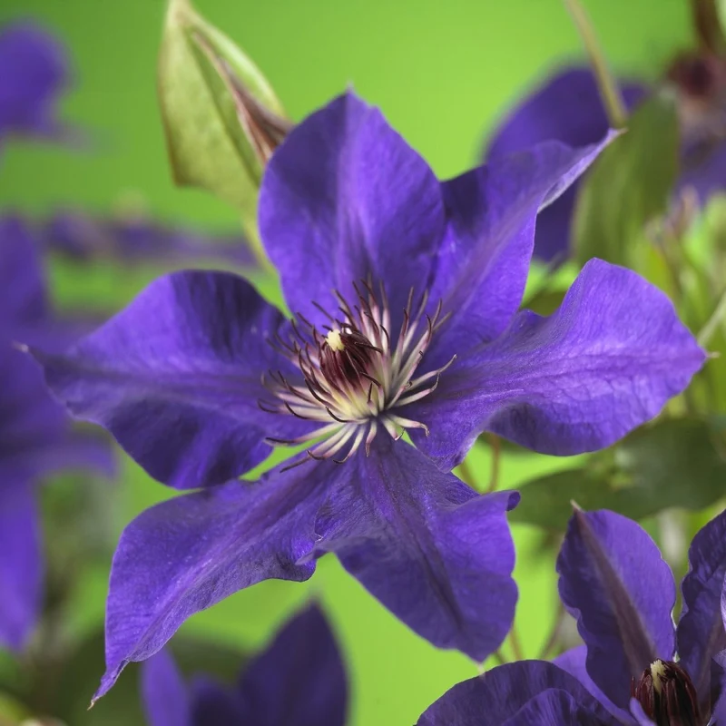 Clematis 'The President' | Kletterpflanze mit rosa Blüten – 2 Pflanzen im 11 cm Topf