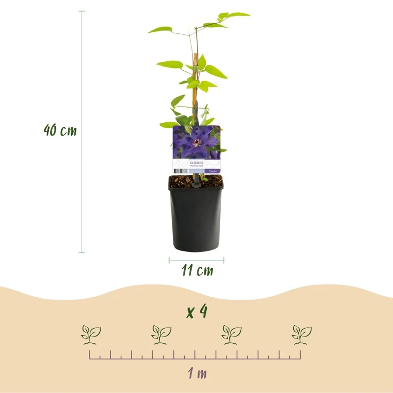 Clematis 'The President' | Kletterpflanze mit rosa Blüten – 2 Pflanzen im 11 cm Topf