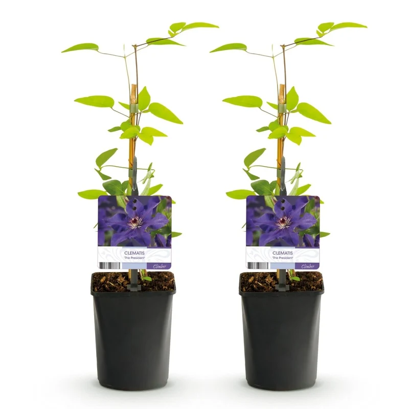Clematis 'The President' | Kletterpflanze mit rosa Blüten – 2 Pflanzen im 11 cm Topf