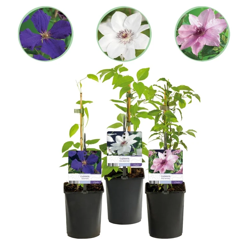 Clematis 'Tricolour' | Farbenfrohe Kletterpflanze – 3 Pflanzen im 11 cm Topf