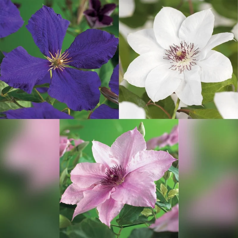 Clematis 'Tricolour' | Farbenfrohe Kletterpflanze – 3 Pflanzen im 11 cm Topf