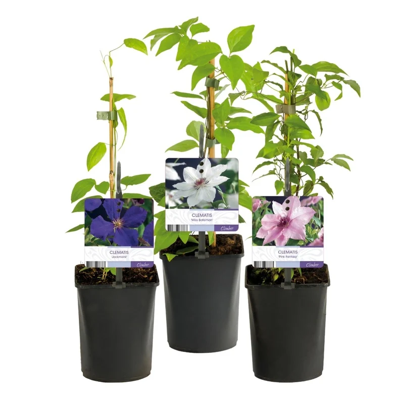 Clematis 'Tricolour' | Farbenfrohe Kletterpflanze – 3 Pflanzen im 11 cm Topf