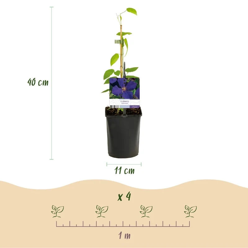 Clematis 'Tricolour' | Farbenfrohe Kletterpflanze – 3 Pflanzen im 11 cm Topf