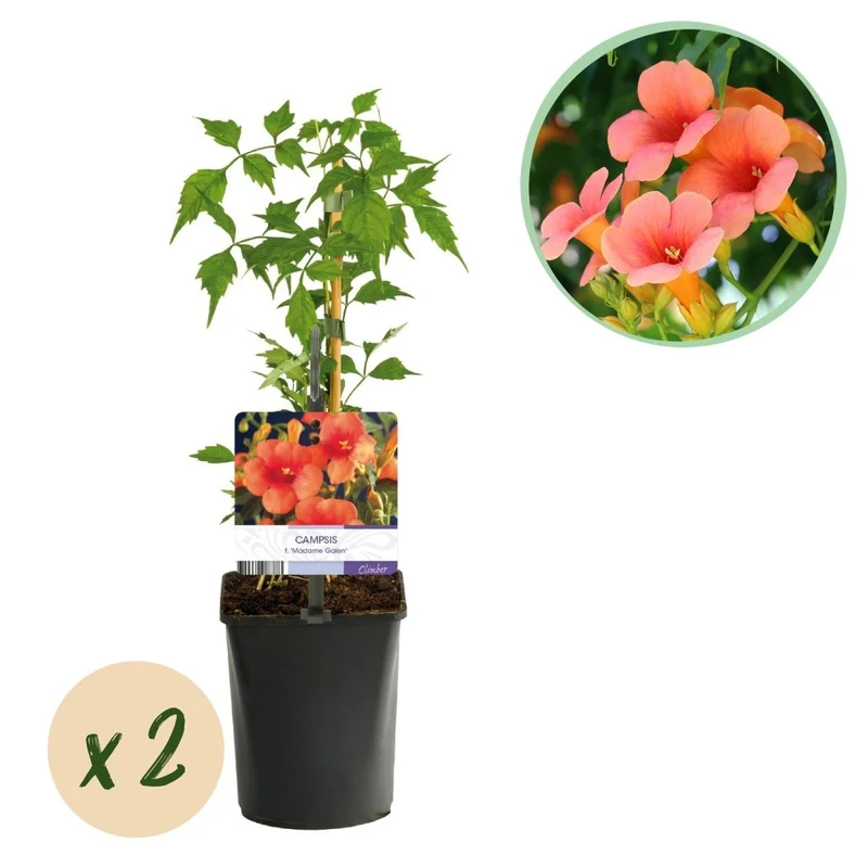 Campsis radicans 'Madame Galen' | Trompetenblume – 2 Pflanzen im 11 cm Topf