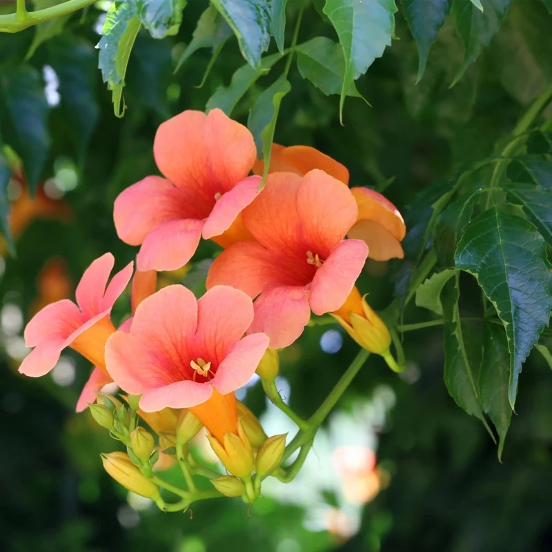 Campsis radicans 'Madame Galen' | Trompetenblume – 2 Pflanzen im 11 cm Topf