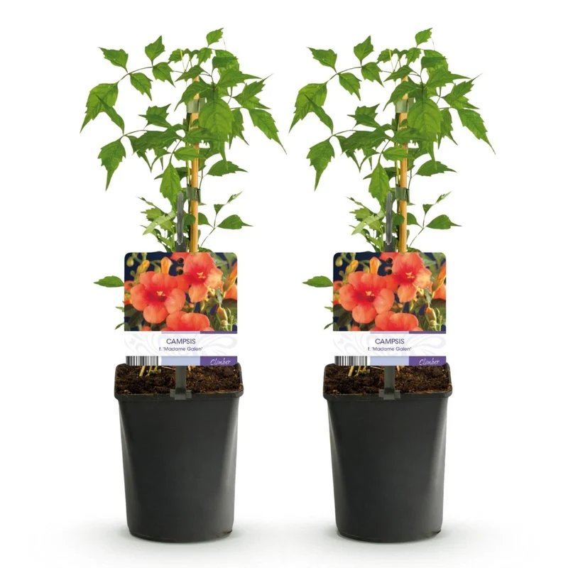 Campsis radicans 'Madame Galen' | Trompetenblume – 2 Pflanzen im 11 cm Topf