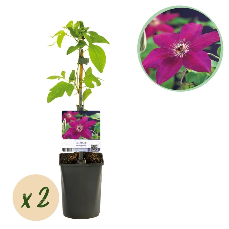 Clematis 'Westerplatte' | Rote Kletterpflanze – 2 Pflanzen im 11 cm Topf