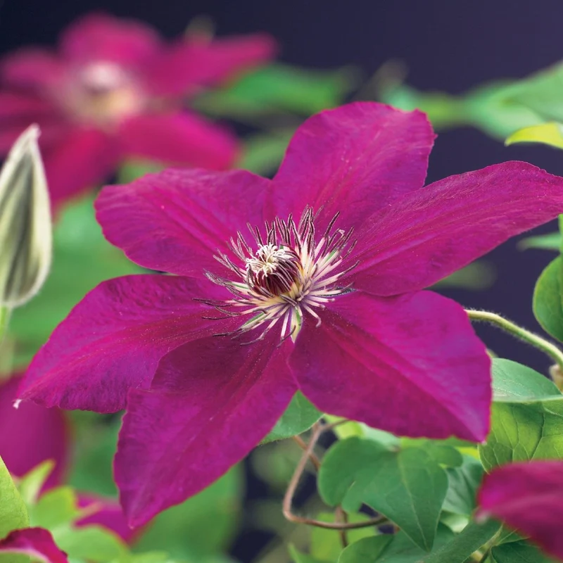 Clematis 'Westerplatte' | Rote Kletterpflanze – 2 Pflanzen im 11 cm Topf