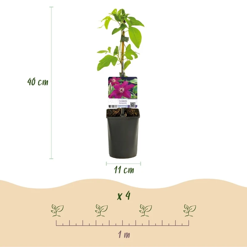 Clematis 'Westerplatte' | Rote Kletterpflanze – 2 Pflanzen im 11 cm Topf