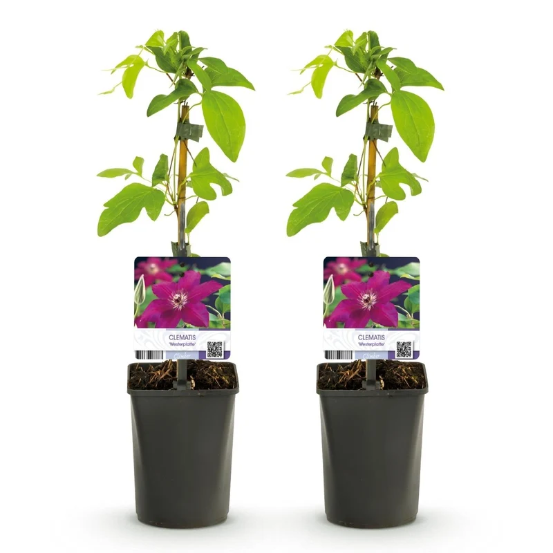 Clematis 'Westerplatte' | Rote Kletterpflanze – 2 Pflanzen im 11 cm Topf