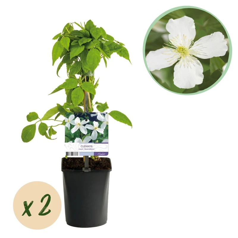 Clematis montana 'Grandiflora' | Frühblühende Kletterpflanze – 2 Pflanzen im 11 cm Topf