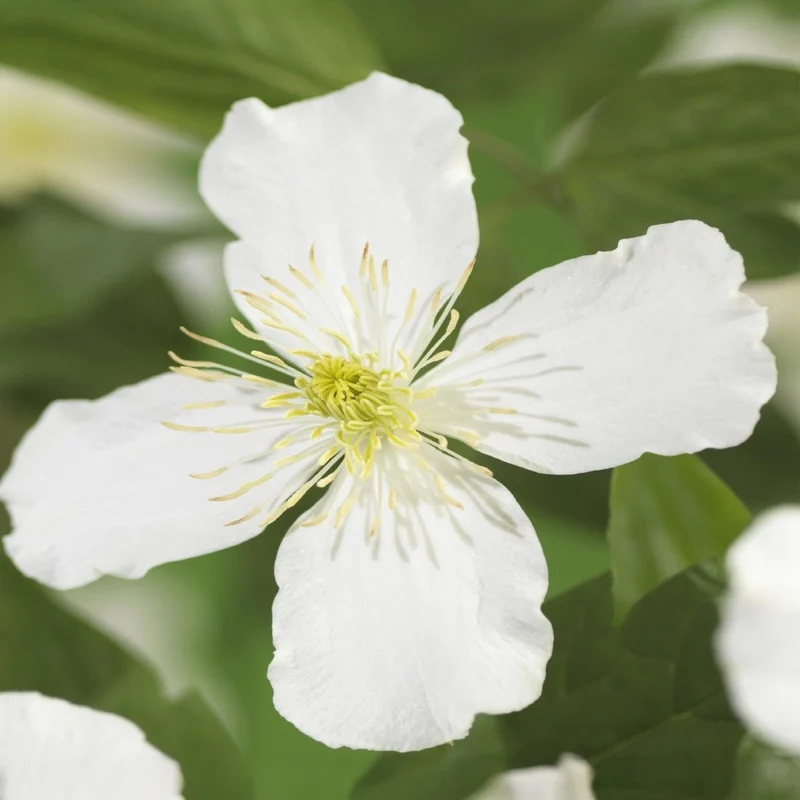 Clematis montana 'Grandiflora' | Frühblühende Kletterpflanze – 2 Pflanzen im 11 cm Topf