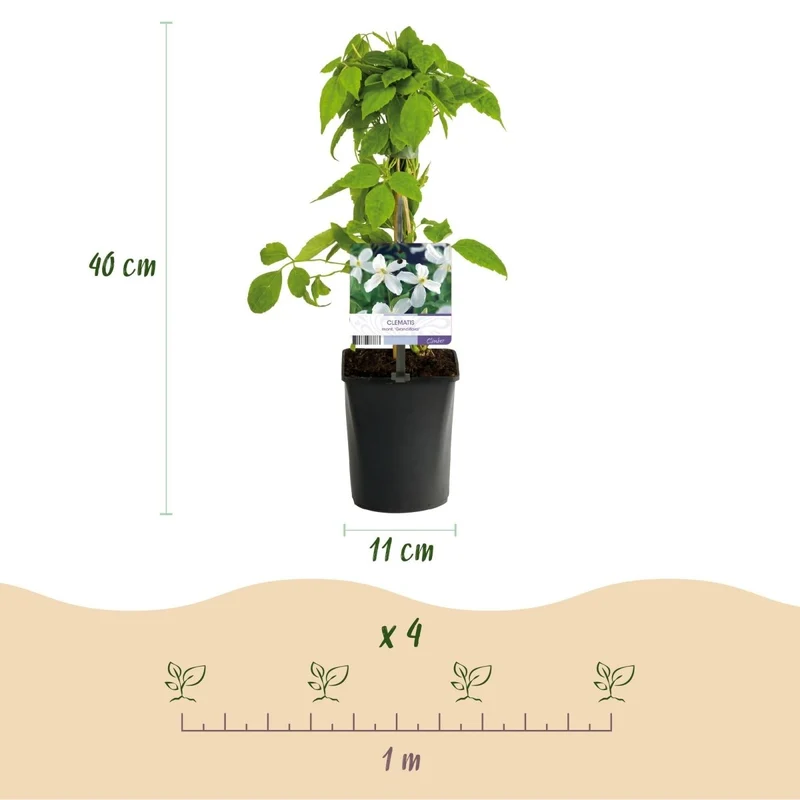 Clematis montana 'Grandiflora' | Frühblühende Kletterpflanze – 2 Pflanzen im 11 cm Topf