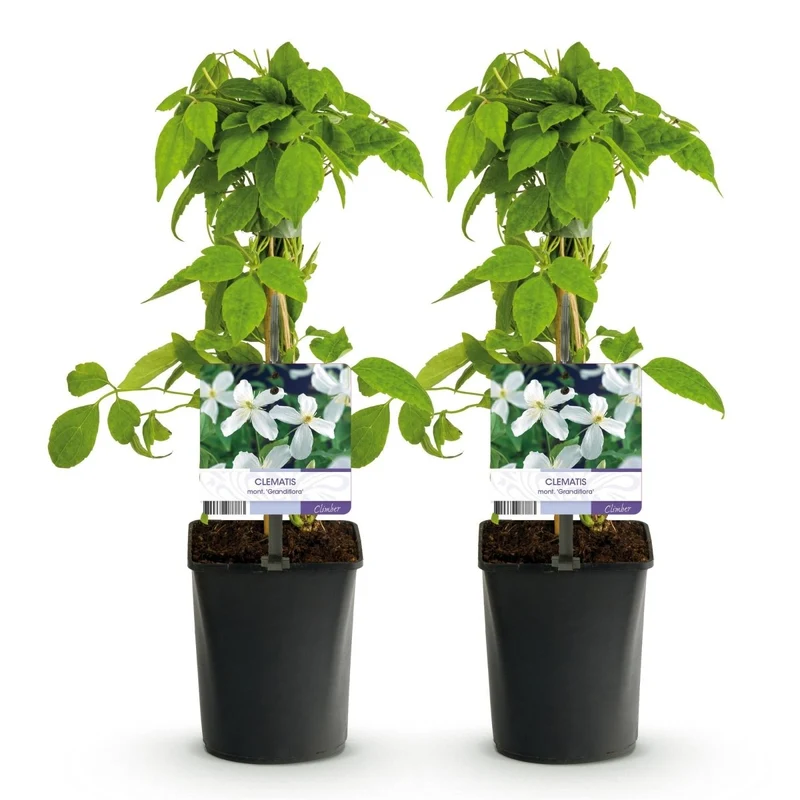 Clematis montana 'Grandiflora' | Frühblühende Kletterpflanze – 2 Pflanzen im 11 cm Topf