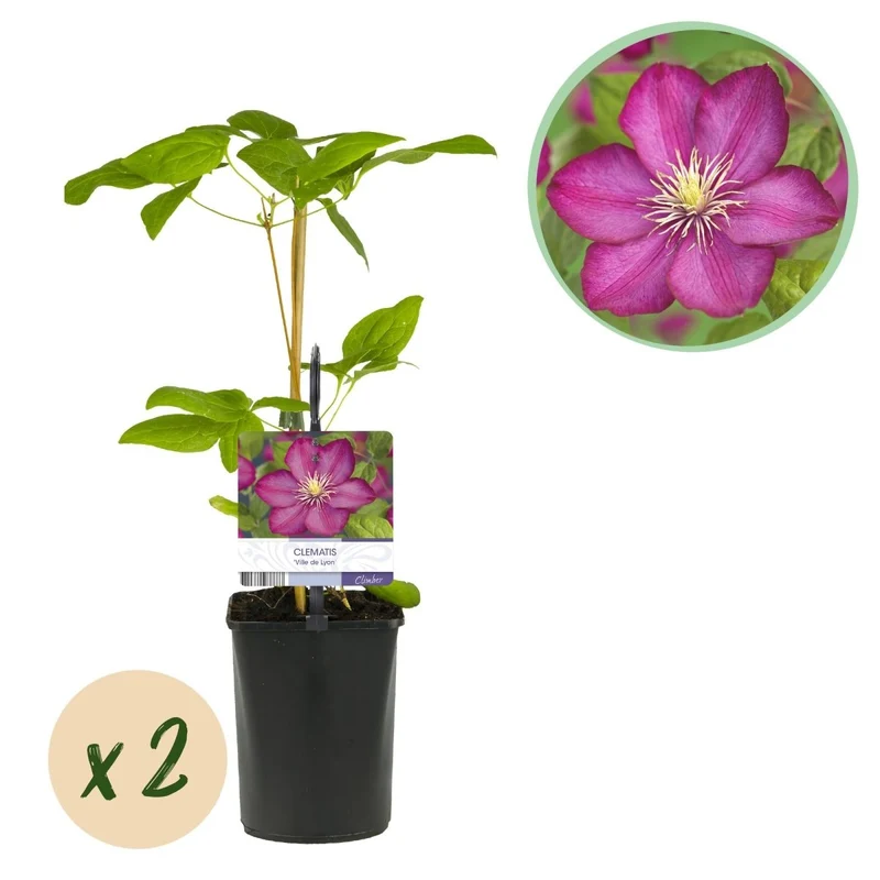 Clematis 'Ville de Lyon' | Blühfreudige Kletterpflanze – 2 Pflanzen im 11 cm Topf